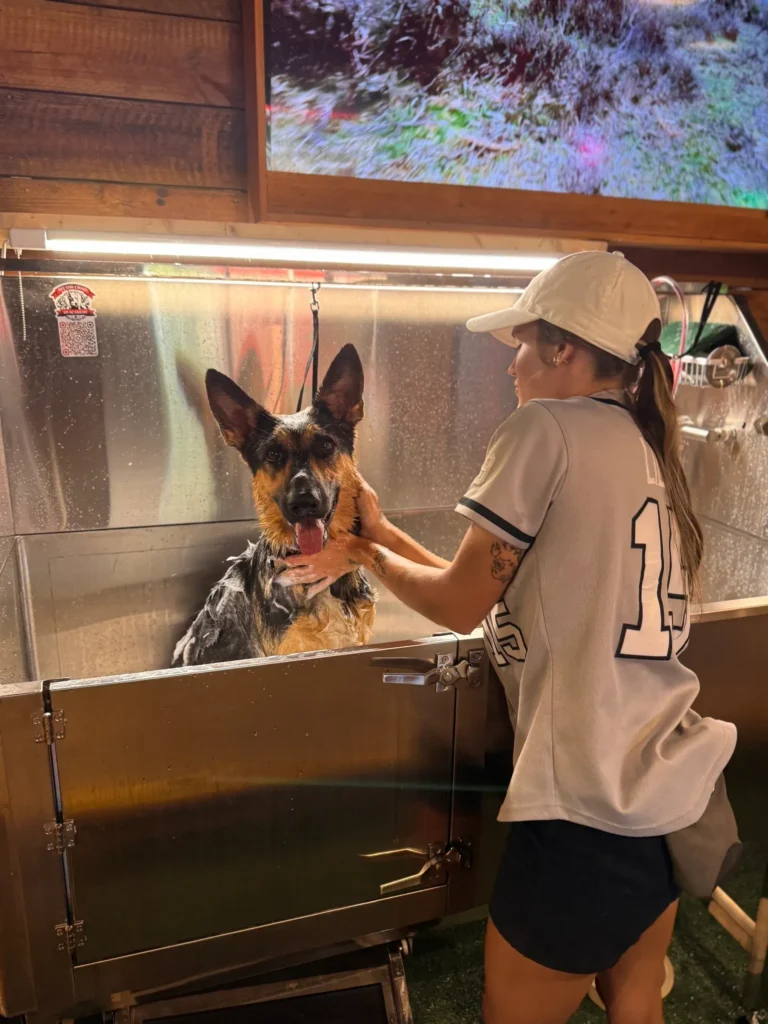 A woman in a white cap and jersey bathes a German Shepherd in a metal dog wash station indoors.