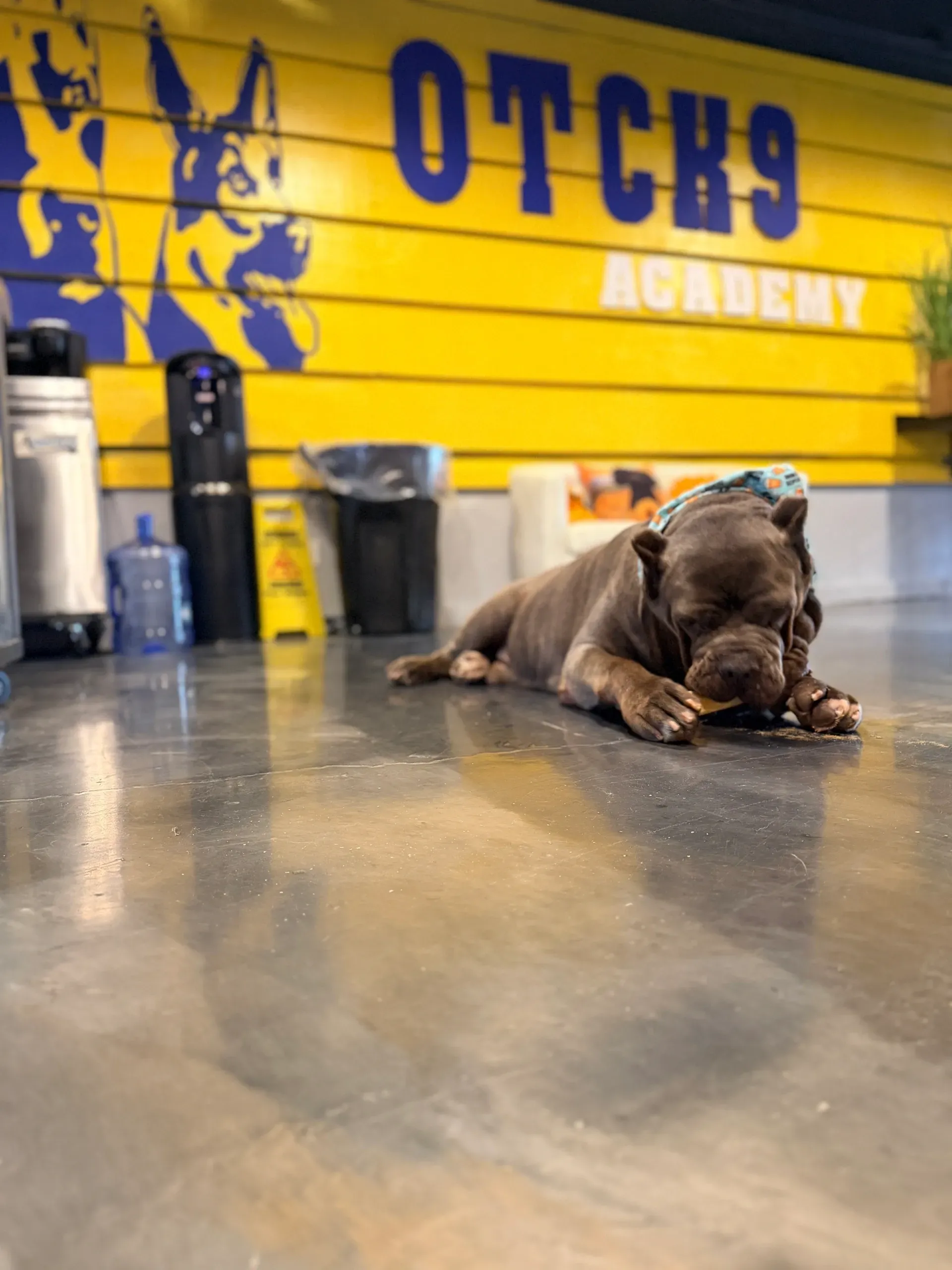 Dog resting on polished floor in OTCK9 Academy, with yellow wall featuring "OTCK9" logo and grooming supplies in the background.