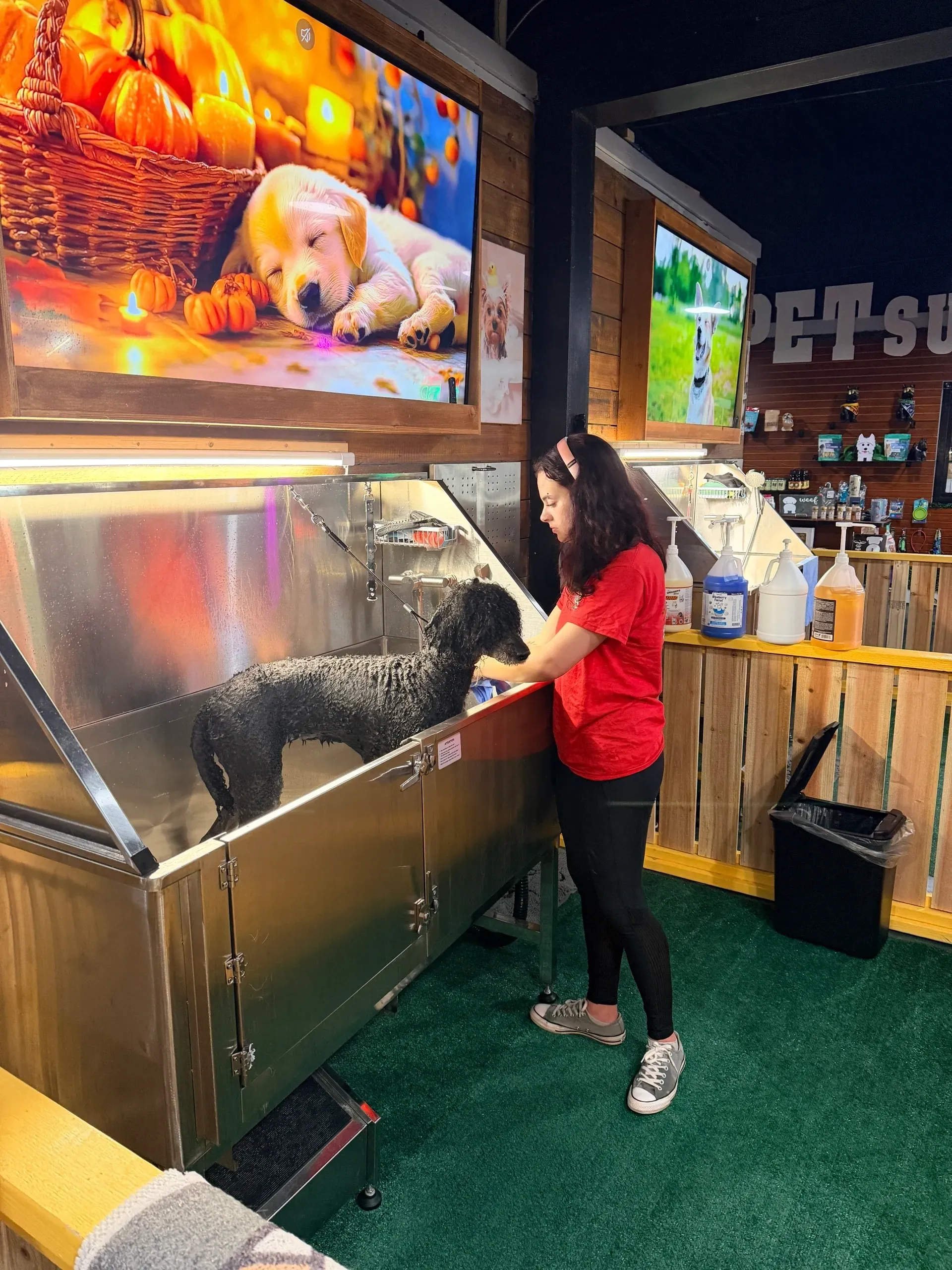 Grooming student washing a dog in a stainless steel tub, with colorful pet-themed artwork on the wall, illustrating hands-on training at OTCK9 Grooming School.