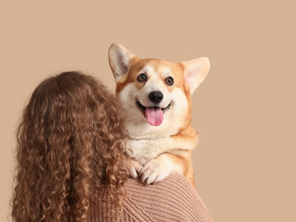 A person with curly hair holds a happy corgi with its tongue out against a beige background, showcasing one of the joyful moments that highlight the benefits of becoming a dog groomer.