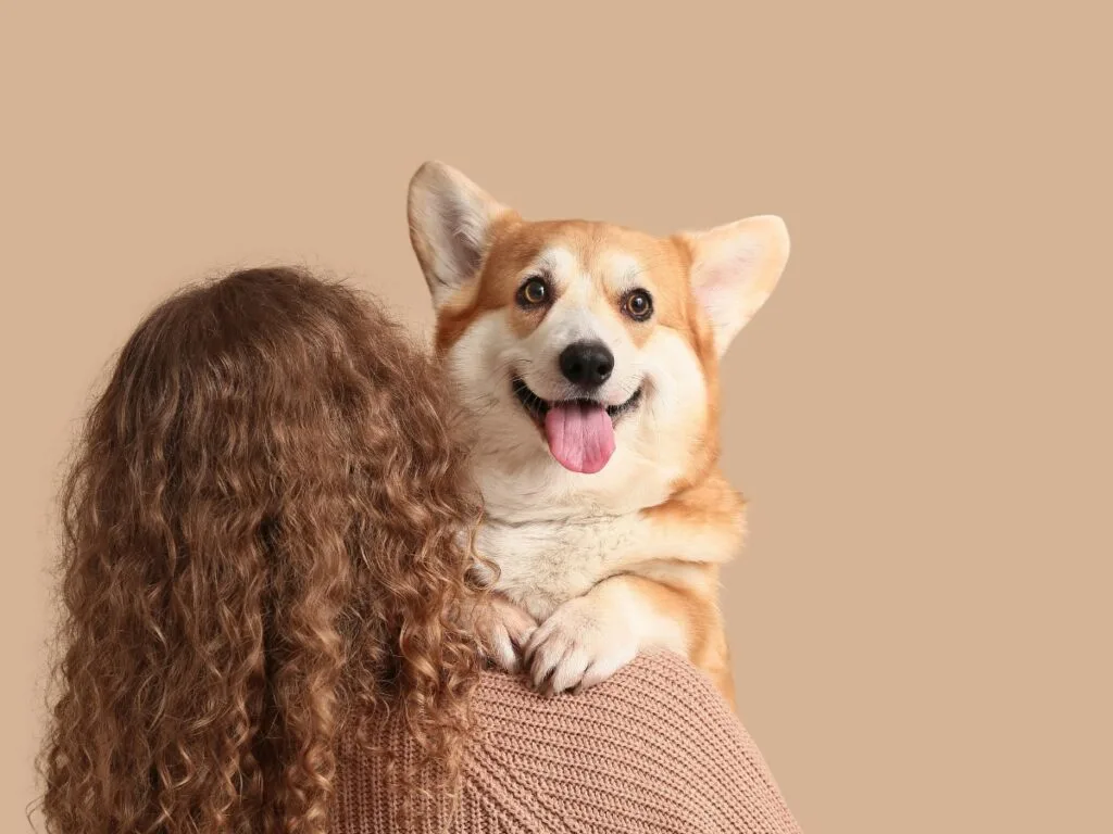 A person with curly hair holds a happy corgi with its tongue out against a beige background, showcasing one of the joyful moments that highlight the benefits of becoming a dog groomer.