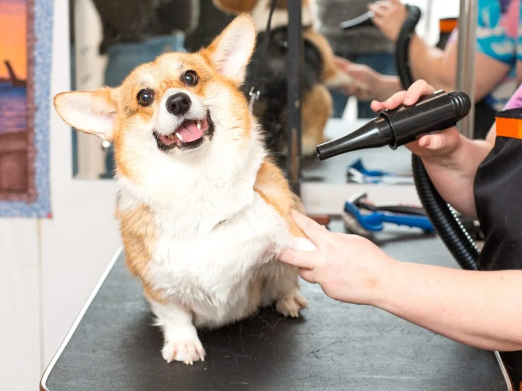 A smiling corgi stands on a grooming table while a groomer dries its fur with a handheld dryer, showcasing the hands-on joys and benefits of becoming a dog groomer.