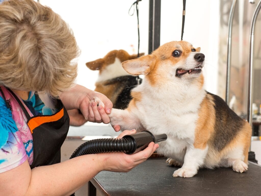 A groomer holds a corgi’s paw and uses a dryer while the dog sits on a grooming table, looking slightly anxious—capturing one of the daily rewards and challenges that highlight the benefits of becoming a dog groomer.