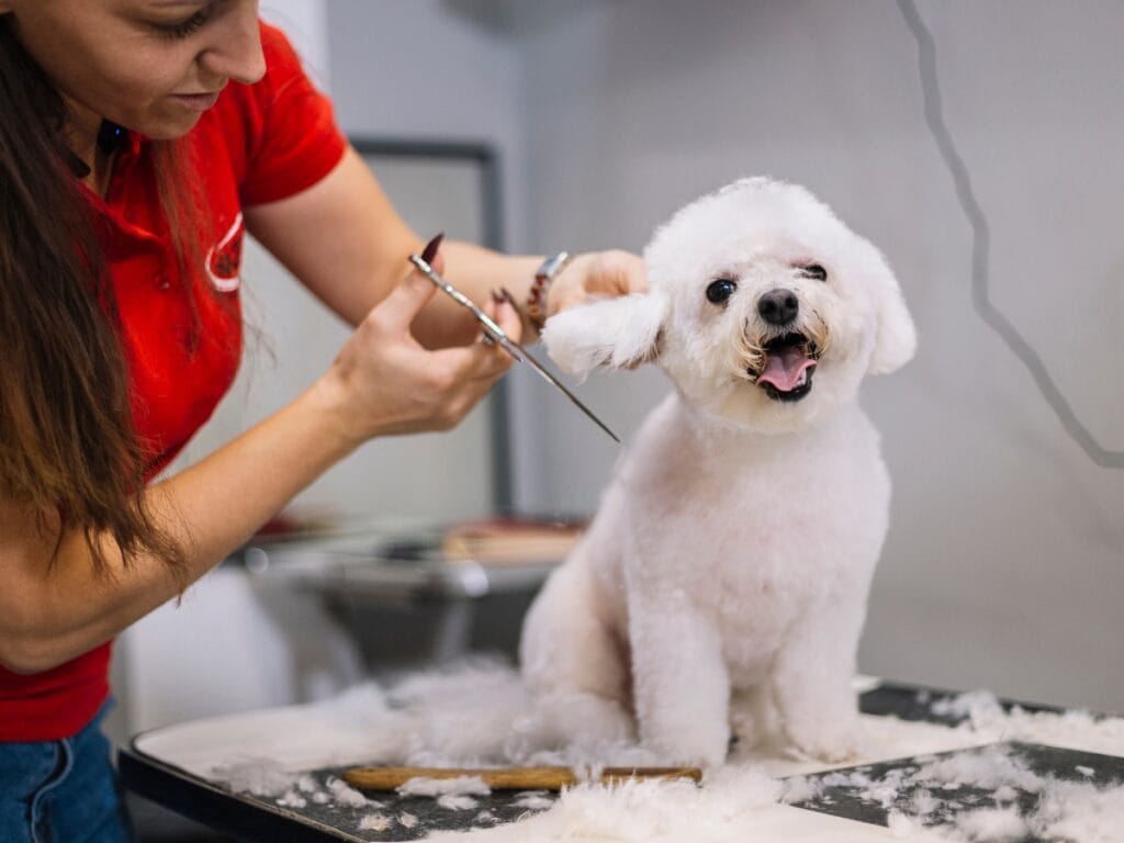 A groomer trims the ear hair of a small white dog sitting on a grooming table covered with fur clippings, showcasing the hands-on experience and satisfaction found in the benefits of becoming a dog groomer.