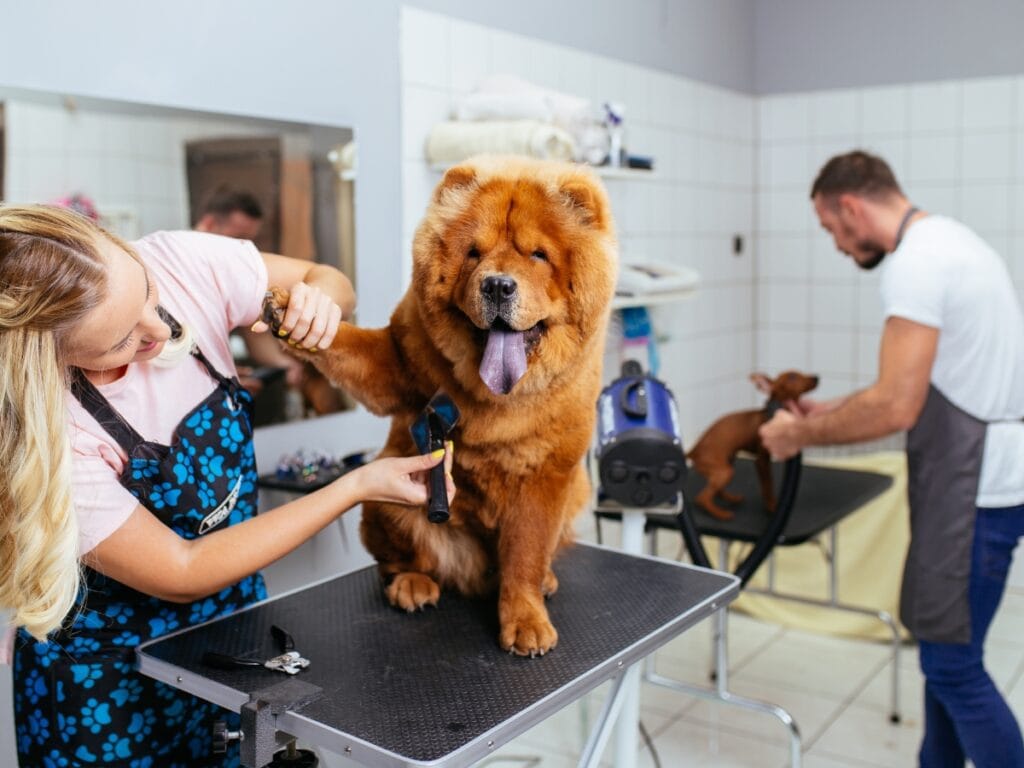 A groomer trims the paw fur of a large, fluffy brown dog on a grooming table while another groomer tends to a smaller dog in the background, showcasing the benefits of becoming a dog groomer in a busy salon setting.