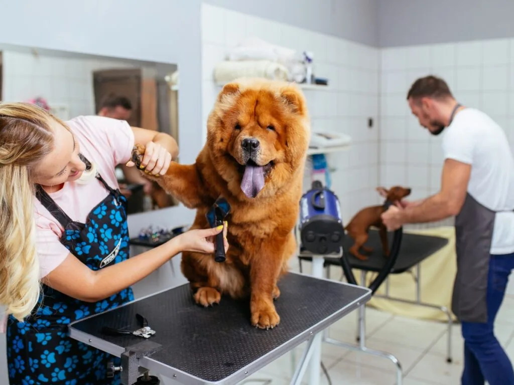 A groomer trims the paw fur of a large, fluffy brown dog on a grooming table while another groomer tends to a smaller dog in the background, showcasing the benefits of becoming a dog groomer in a busy salon setting.