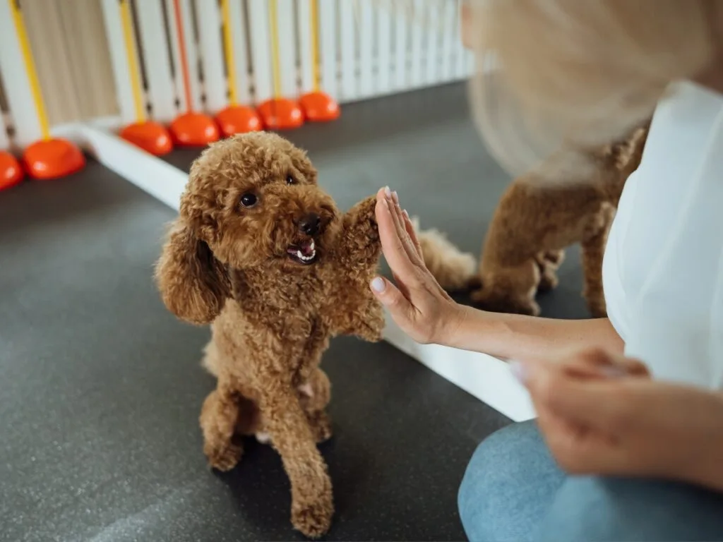 A brown poodle sits on the floor giving a high-five to a person, with agility equipment in the background&mdash;a reminder of the many benefits of becoming a dog groomer for those who love working with energetic, well-groomed pets.