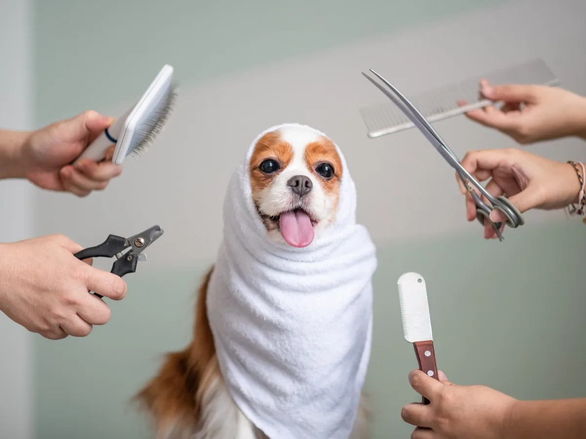 A dog wrapped in a towel sits calmly while surrounded by hands holding grooming tools, highlighting the benefits of becoming a dog groomer&mdash;such as making pets feel safe and cared for during their grooming sessions.