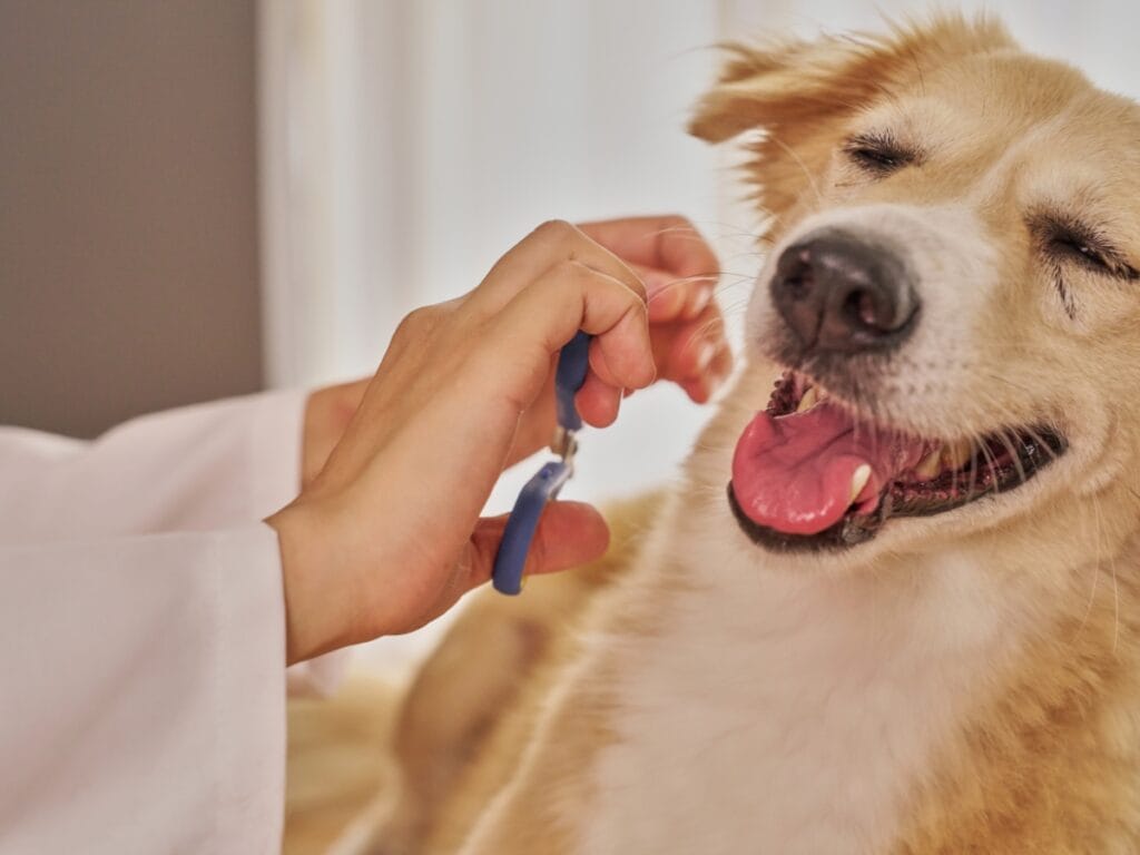 A person trims a happy dog's nails using blue nail clippers while the dog sits calmly with its eyes closed and mouth open, demonstrating Dog Grooming Safety Tips for a stress-free experience.