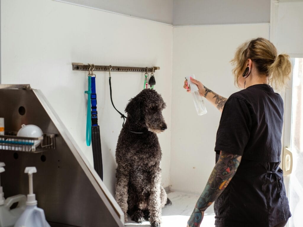 A groomer sprays a bottle near a large black poodle sitting on a grooming table, following dog grooming safety tips, with collars and grooming tools visible in the background.