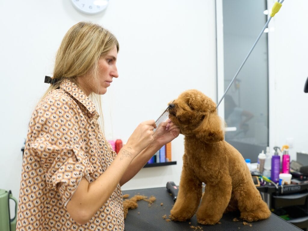 A woman is grooming a brown poodle on a table in a pet salon, using scissors to trim the dog's face while following Dog Grooming Safety Tips.