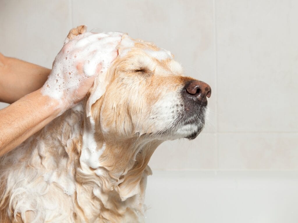 A person is washing a golden retriever's head with shampoo, creating a lather of foam. Following dog grooming safety tips, the calm dog has its eyes closed, enjoying a gentle and safe bath.