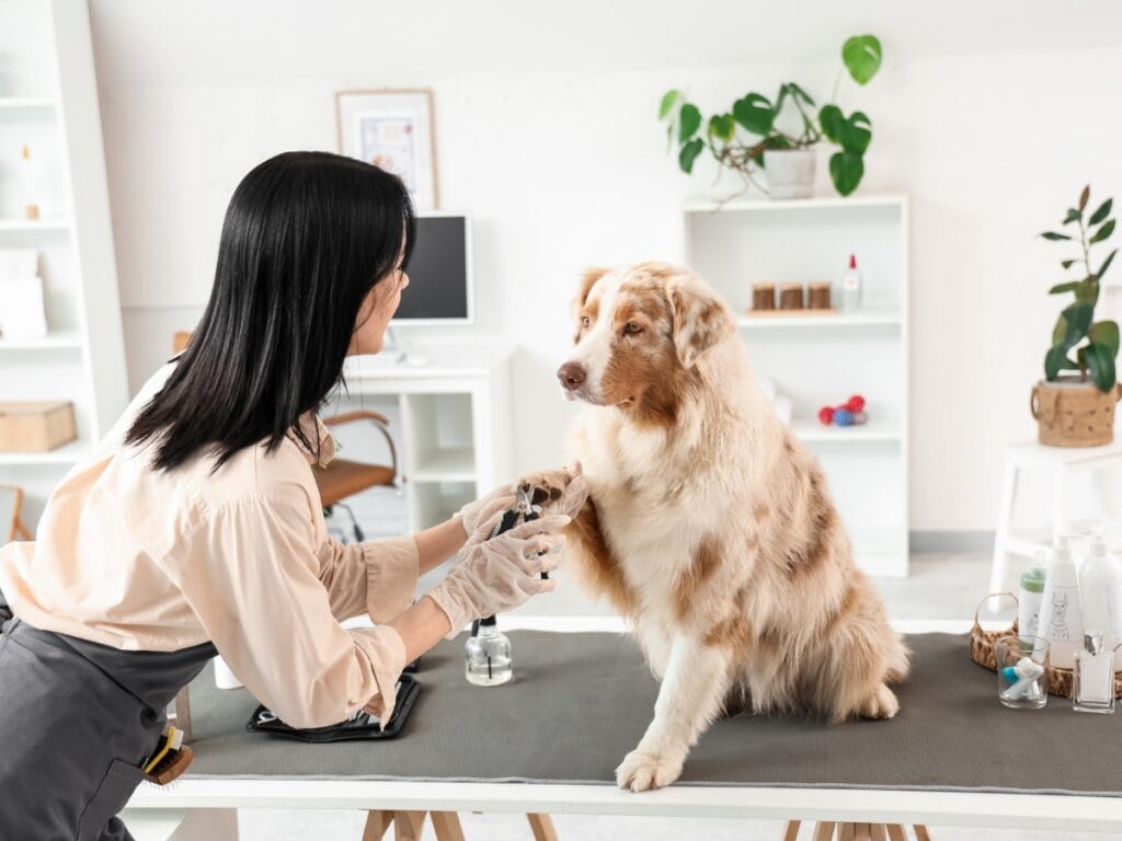 A woman wearing gloves trims the nails of a brown and white dog on a grooming table in a well-lit room, following essential Dog Grooming Safety Tips.