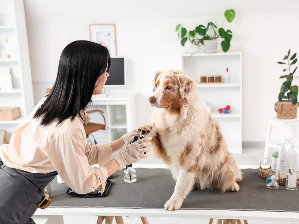 Image showcasing Dog Grooming Safety Tips for New Groomers | OTCK9