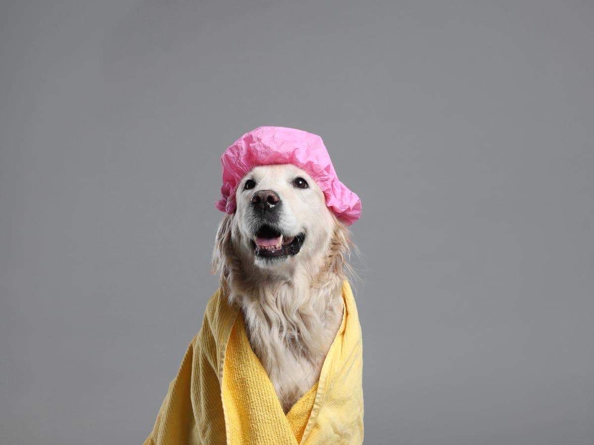 How to Safely Handle and Groom Aggressive or Bite-inhibited Dogs