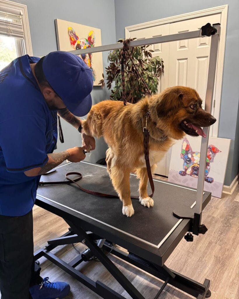 A groomer trims the fur of a small white dog on a grooming table, secured with a pink leash, representing hands-on training in a Dog Groomer Certification program.