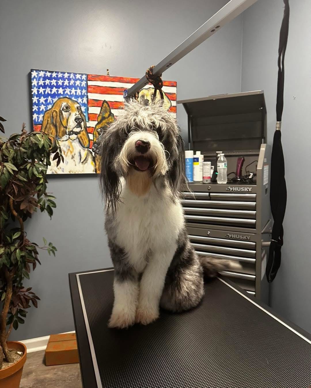 A fluffy dog sits on a grooming table in a room with a tool chest, grooming supplies, and a painting of dogs in front of an American flag.