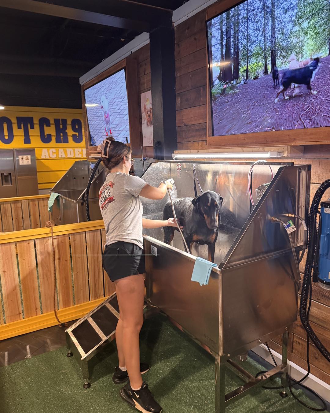 Affordable Dog Grooming Services in Georgia - Book Now - Economical Pet Grooming Services