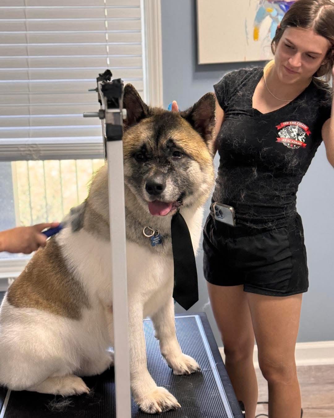 A large dog wearing a black necktie sits on a grooming table next to a groomer in a black shirt and shorts.