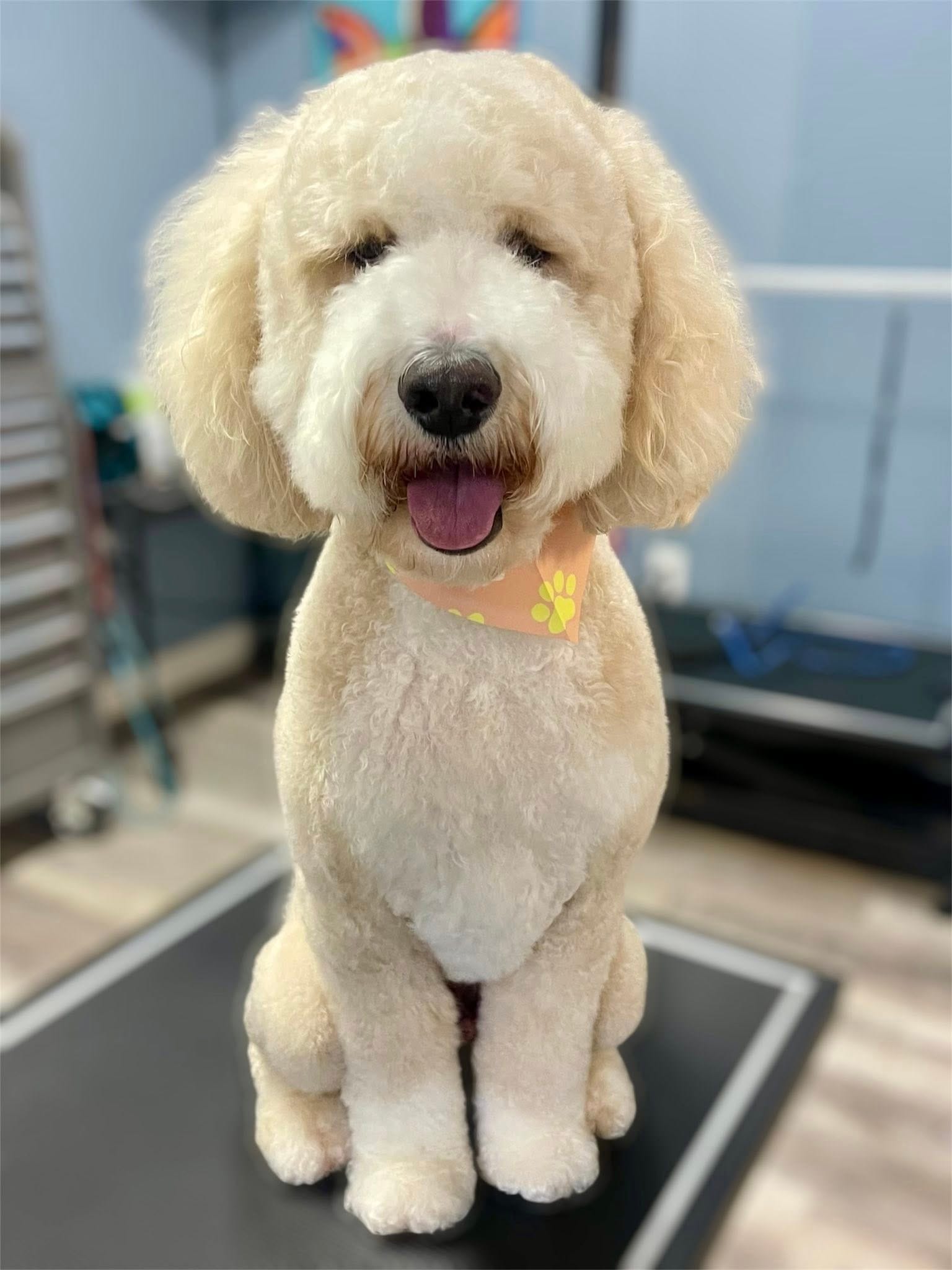 A cream-colored poodle with a trimmed coat sits on a grooming table, wearing a pink bandana with a yellow paw print, indoors.