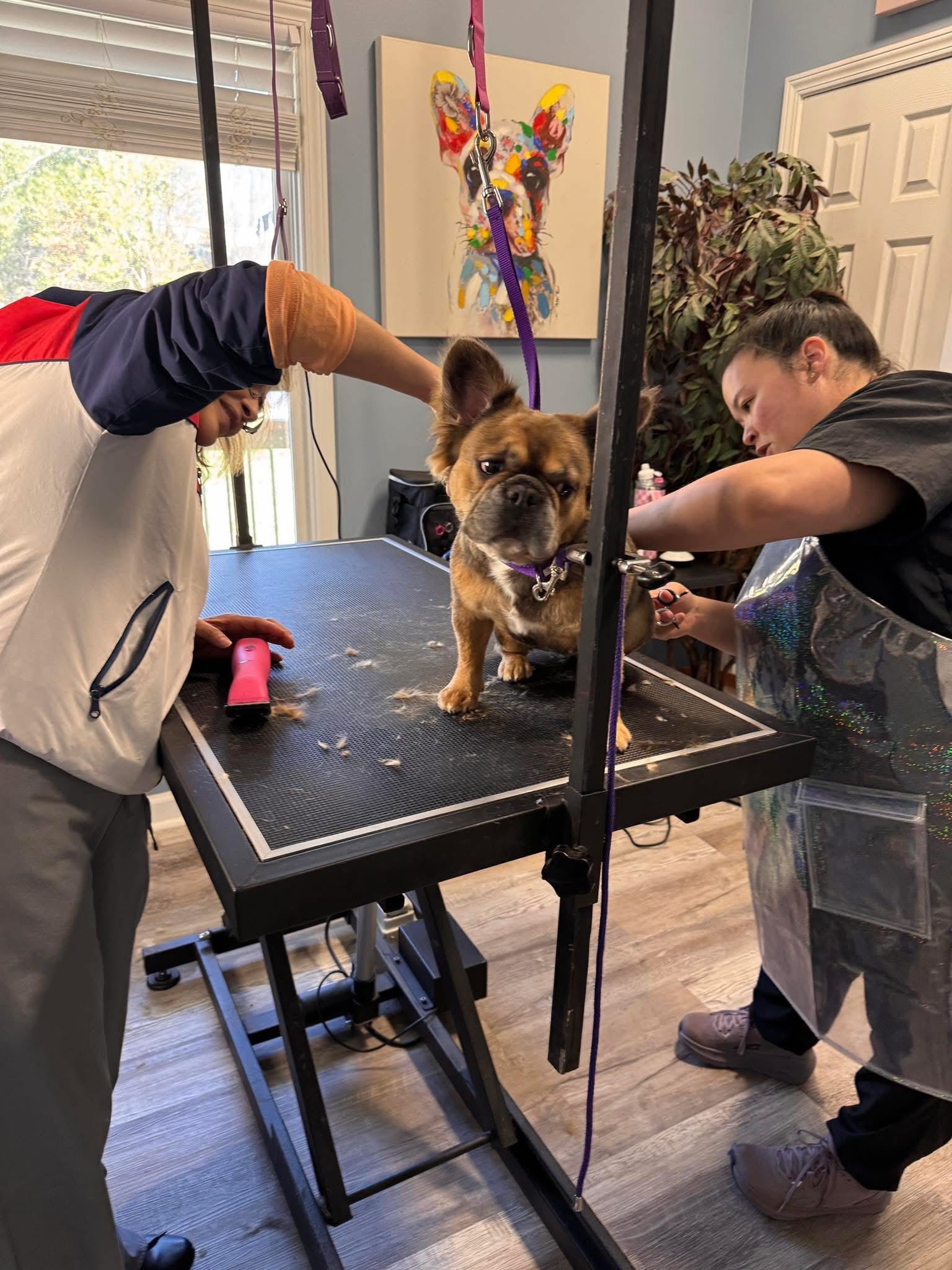A brown French bulldog is being groomed by two people on a grooming table; fur clippings are visible, and pet artwork hangs on the wall in the background.