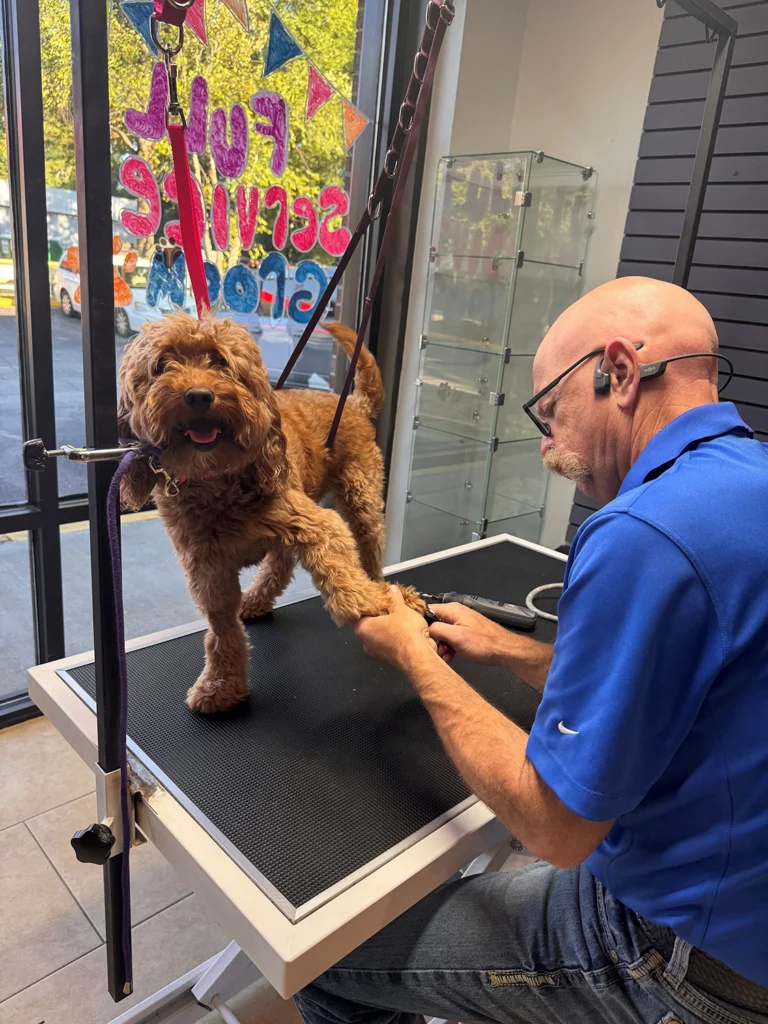 A groomer in a blue shirt, trained at a dog grooming school, trims the nails of a brown, curly-haired dog standing on a grooming table inside a pet salon.