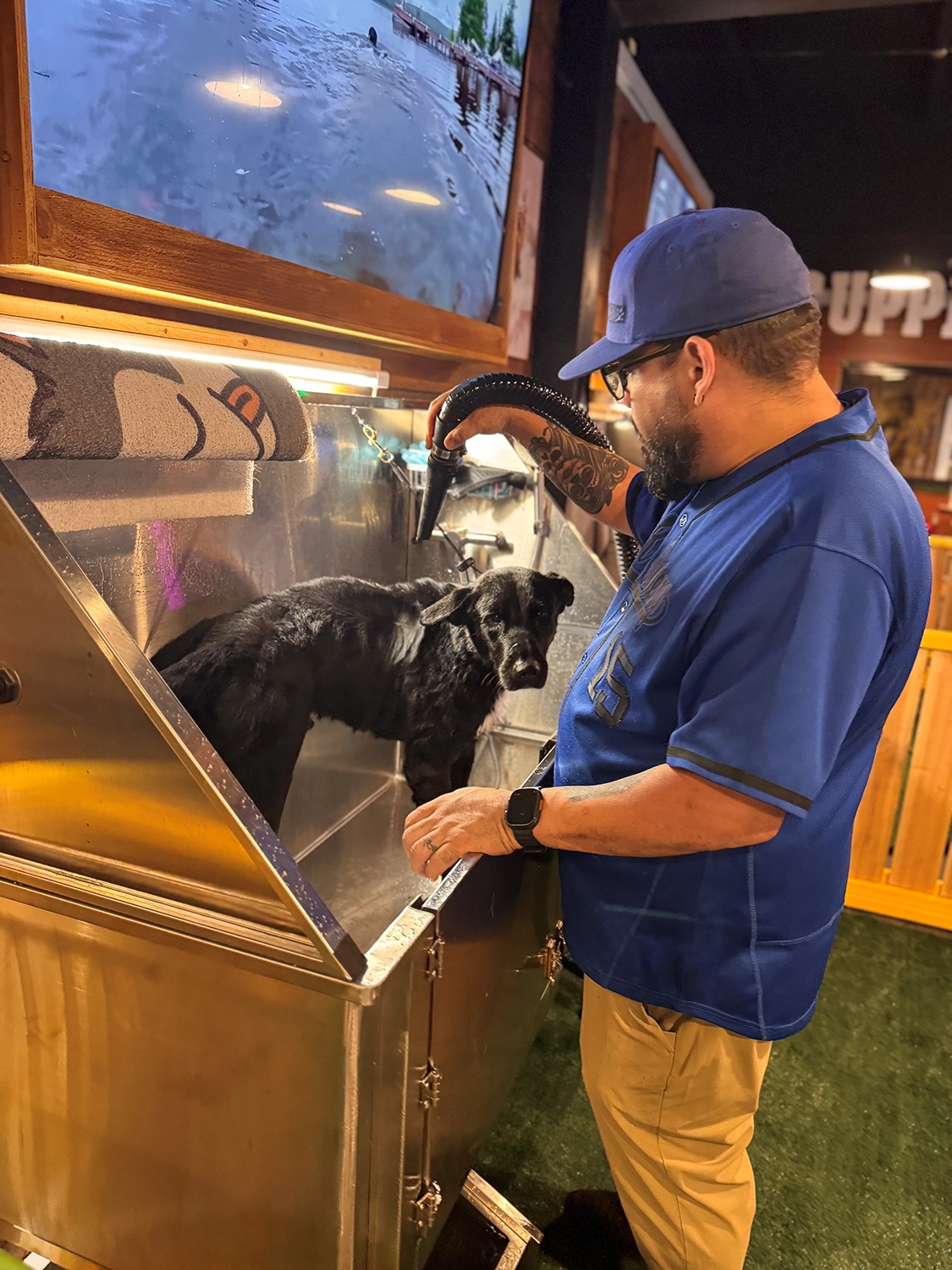 A man in a blue shirt and cap bathes a black dog in a stainless steel dog wash station, using a hose to spray water&mdash;a scene you might find at a dog grooming school.