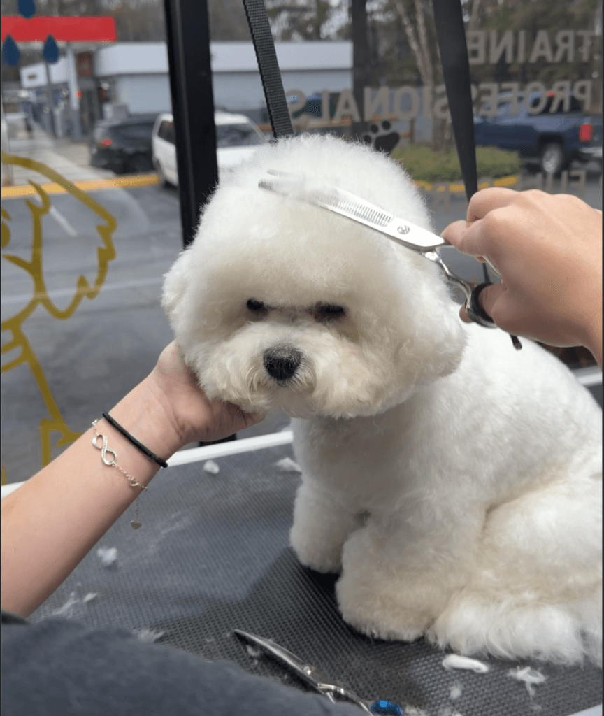 A fluffy white dog is being groomed on a table as a person trims its head fur with scissors, showcasing techniques learned at a dog grooming school.