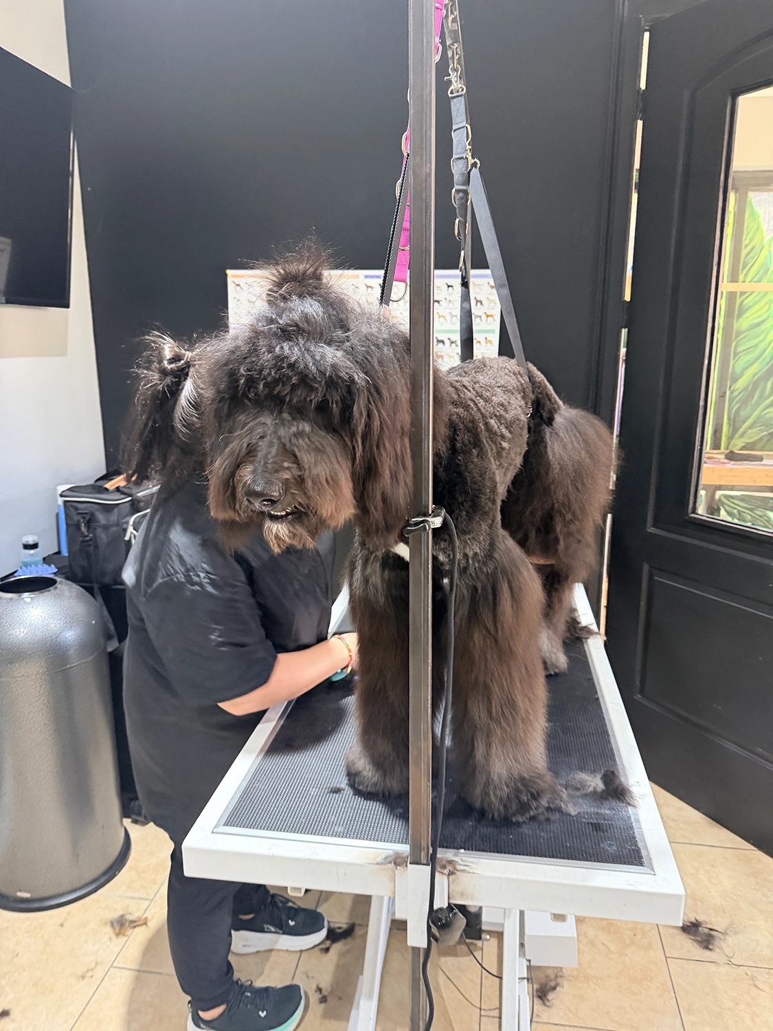 A large, fluffy brown dog stands on a grooming table while being groomed by a person, partially obscured, in a well-lit dog grooming school.