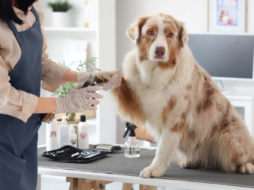 A groomer wearing gloves trims the nails of an Australian Shepherd dog sitting on a grooming table with various grooming tools nearby&mdash;skills you might learn in What to Expect in a Dog Grooming Certification Program.