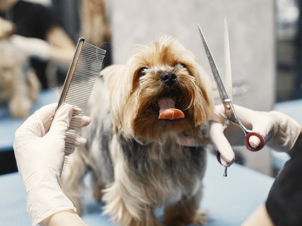 A small dog sits on a grooming table with its tongue out while a person wearing gloves&mdash;perhaps familiar with what to expect in a dog grooming certification program&mdash;holds scissors and a comb near its head.