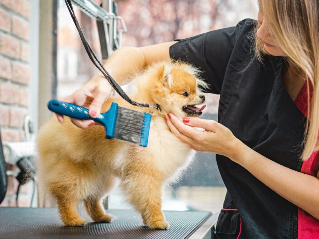 A groomer brushes a small fluffy dog on a grooming table, holding the dog's head gently while using a blue slicker brush&mdash;skills like these are taught in What to Expect in a Dog Grooming Certification Program.