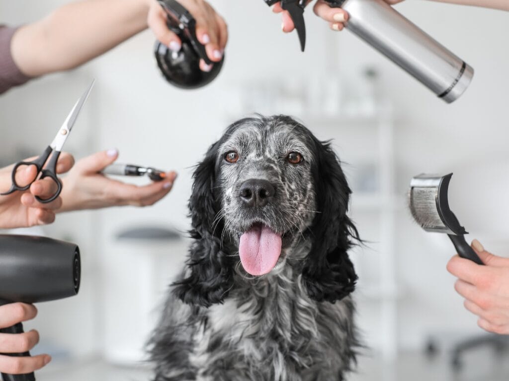 Black and white dog sits with tongue out, surrounded by hands holding grooming tools&mdash;just like what to expect in a dog grooming certification program, where mastering scissors, brush, spray bottle, hairdryer, and comb is essential.