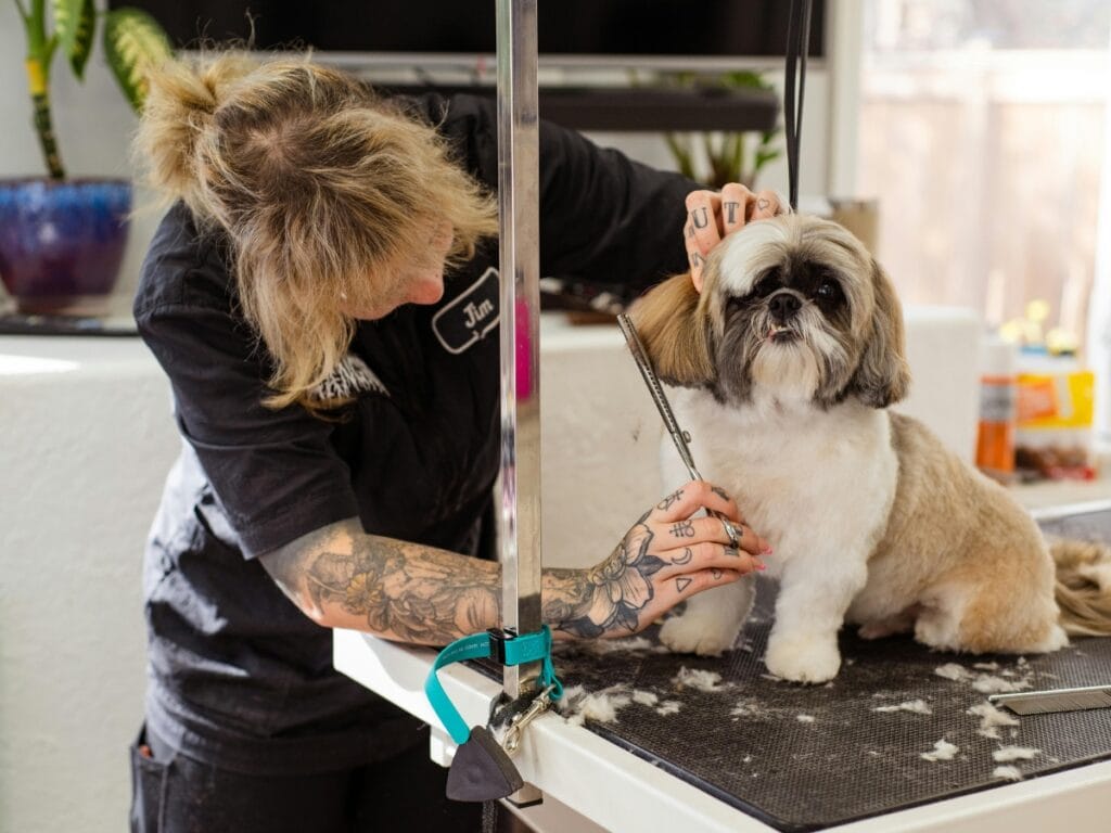 A groomer trims the hair around a small dog's face on a grooming table, with tools and fur visible&mdash;skills often mastered in What to Expect in a Dog Grooming Certification Program.