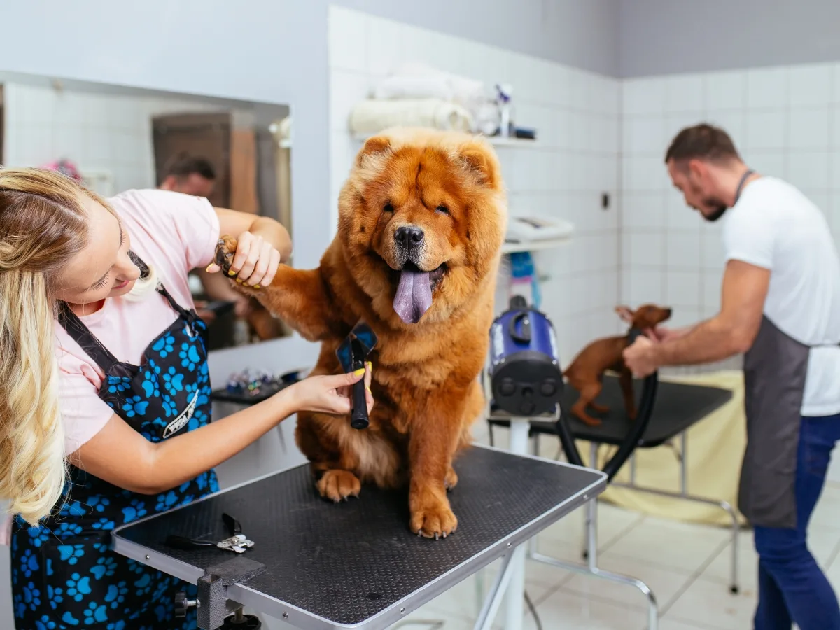 A groomer trims the fur of a large, fluffy dog on a grooming table while another works with a small dog in the background at a pet salon, offering insight into what to expect in a dog grooming certification program.