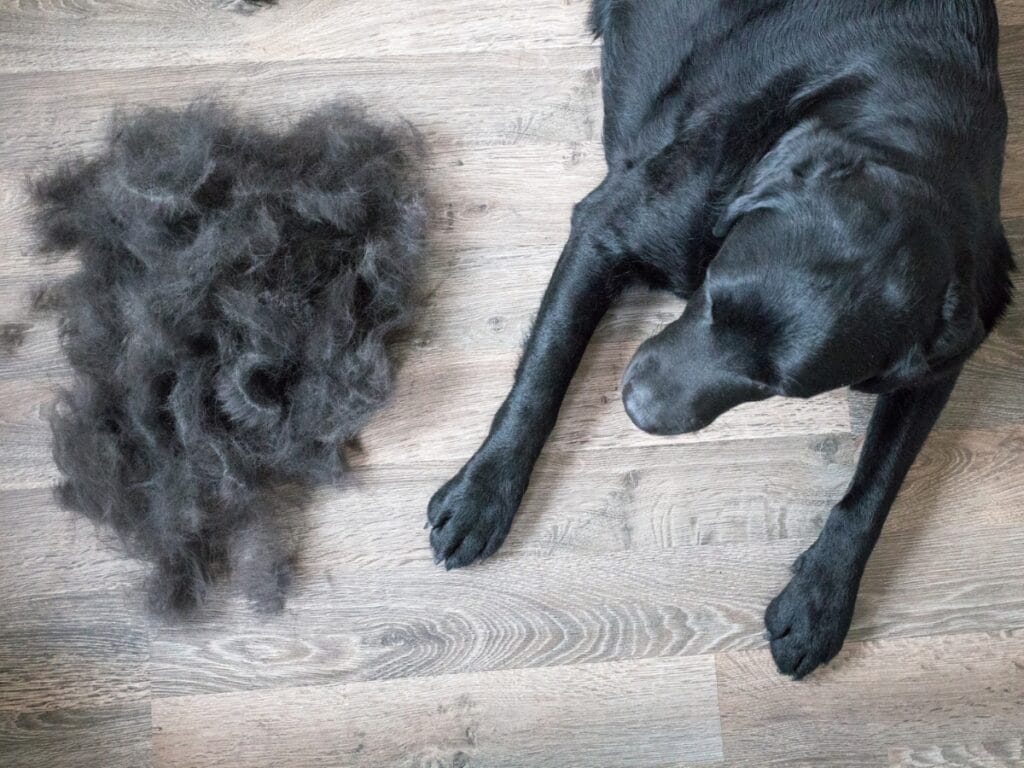 A black dog lies on a wooden floor next to a large pile of shed fur, offering a perfect example for coat type identification.