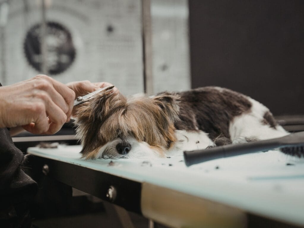 A dog lies on a grooming table while a person trims its fur with scissors, carefully considering coat type identification for the best results.