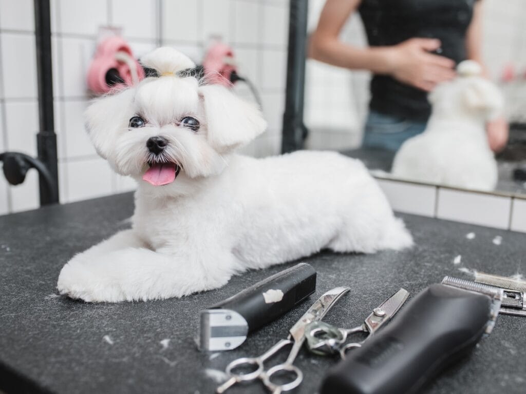 A small white dog with a bow sits on a grooming table next to scissors, a comb, and electric clippers in a pet grooming salon, ready for coat type identification.