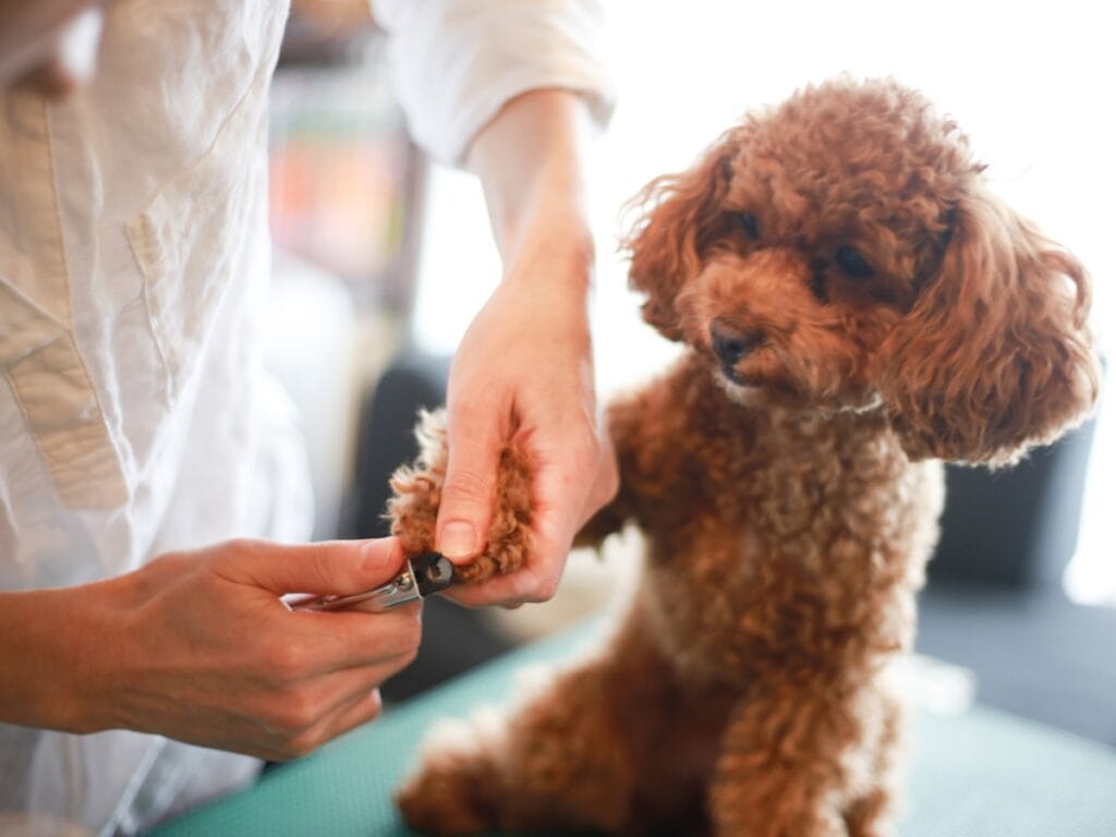 A person trims the nails of a small brown curly-haired dog sitting on a table, demonstrating careful coat type identification for proper grooming.