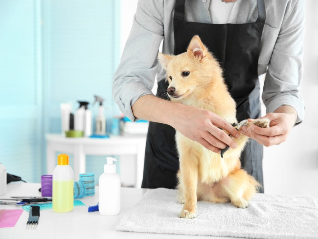 A groomer in an apron follows safety protocols while trimming a small fluffy dog's nails on a table, surrounded by grooming supplies and bottles.