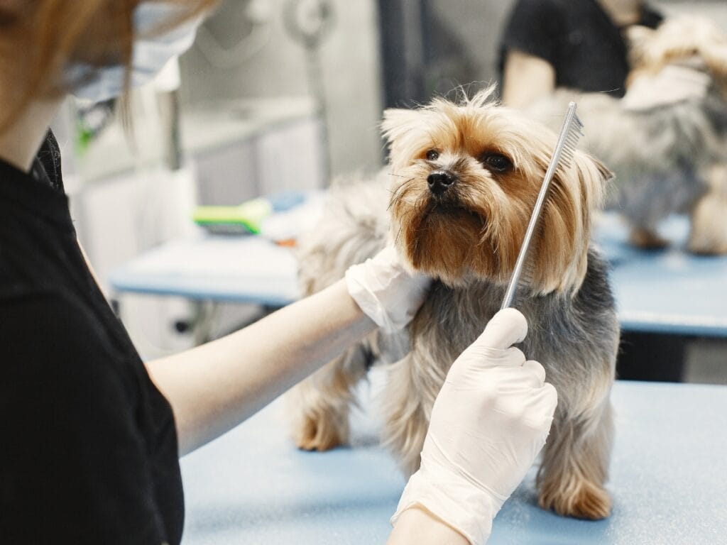 A groomer following safety protocols, wearing gloves, carefully combs the fur of a small Yorkshire Terrier dog on a grooming table.