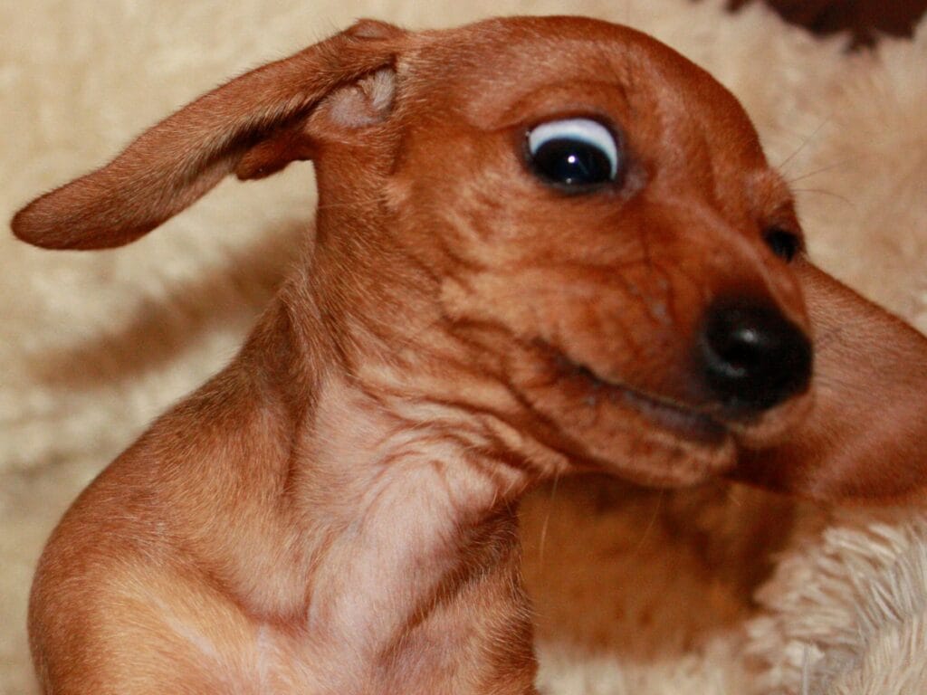 A brown dachshund puppy with wide eyes and ears flapping to the side, captured in mid-motion against a beige background&mdash;a delightful moment that reminds us handling difficult dogs can have its playful rewards.