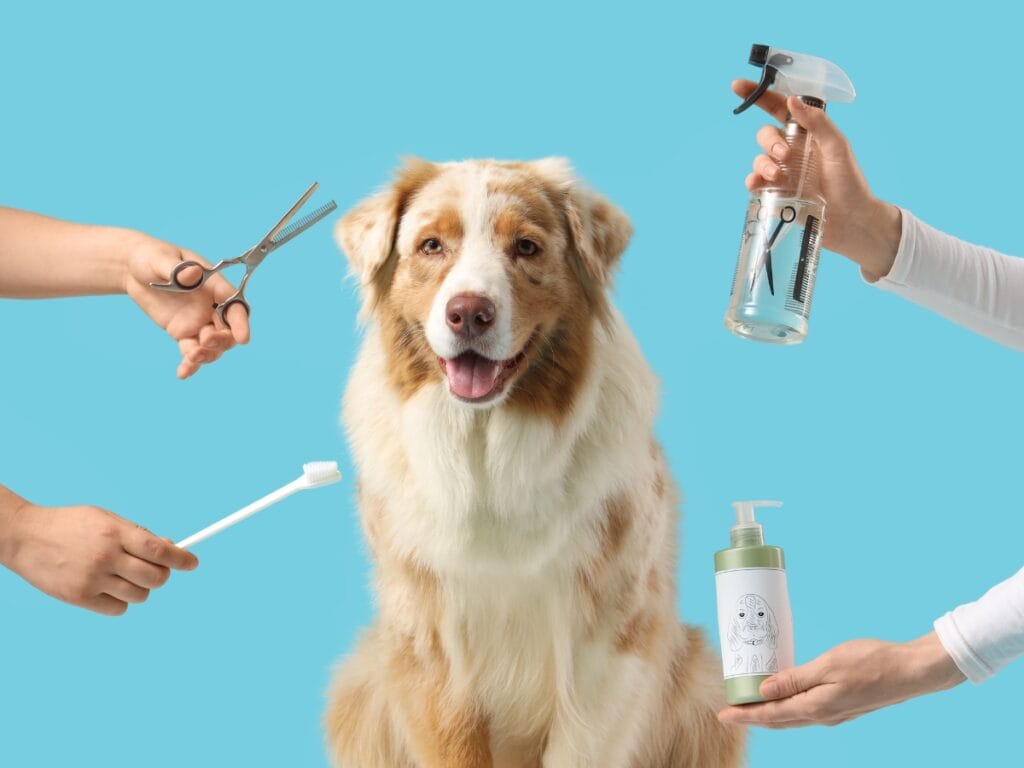 A dog sits against a blue background while hands, skilled in handling difficult dogs, hold grooming scissors, a toothbrush, a spray bottle, and shampoo around it.