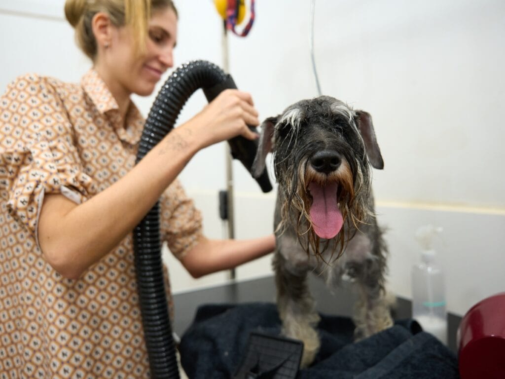 At a grooming station, a woman demonstrates her skill in handling difficult dogs as she dries a wet schnauzer with a hose; the dog stands patiently on the table, tongue out.