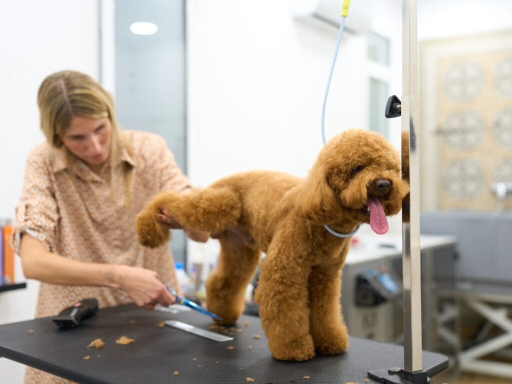 A groomer uses hands-on training to trim the leg fur of a brown poodle standing on a grooming table in a pet grooming salon.
