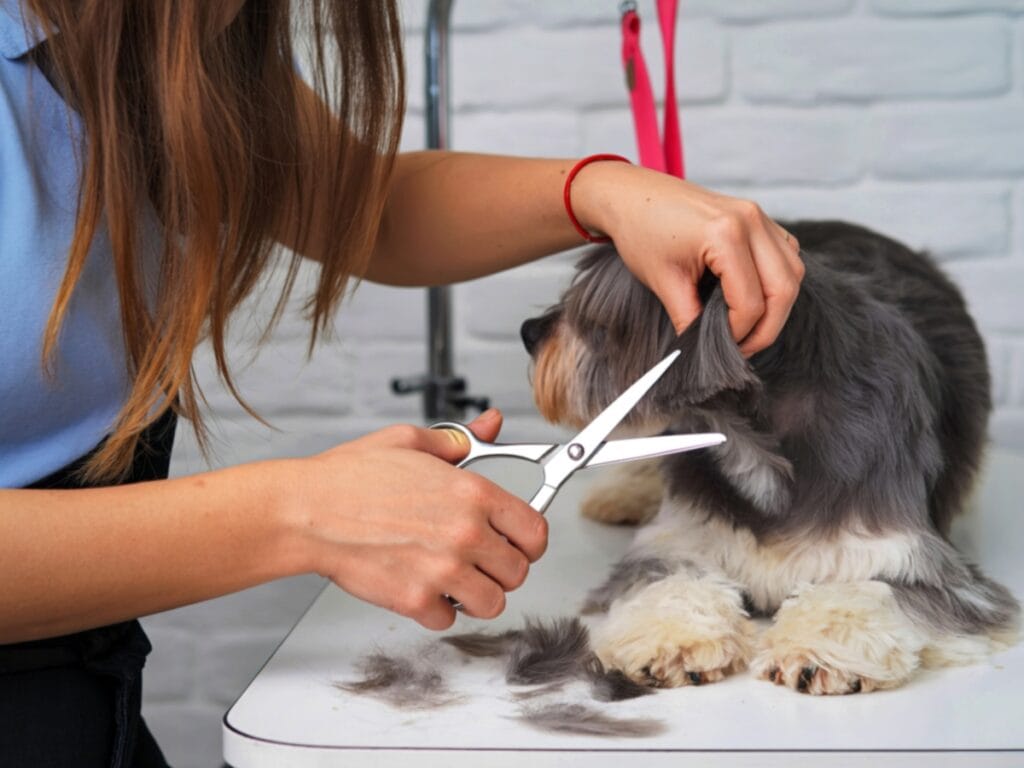 A person provides hands-on training while trimming a small dog’s fur with scissors on a grooming table. The calm dog sits patiently, surrounded by fur clippings.