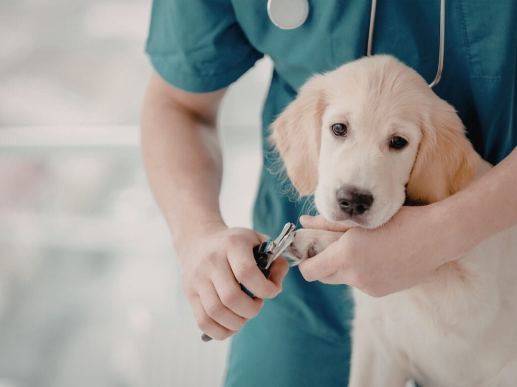A veterinarian in scrubs provides hands-on training while trimming the nails of a golden retriever puppy using nail clippers.