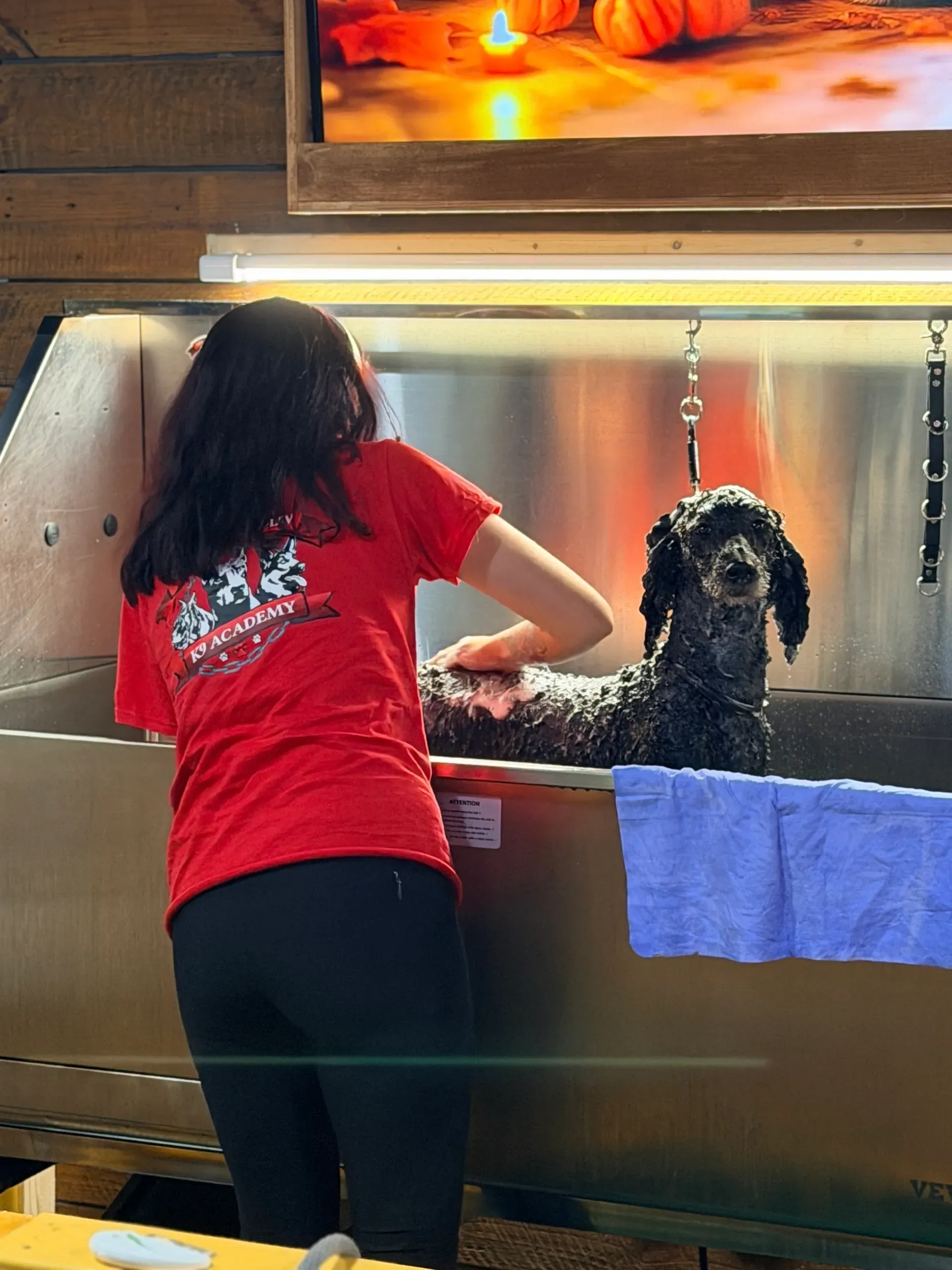 A person in a red shirt is washing a black and white dog in a stainless steel tub at a grooming station.