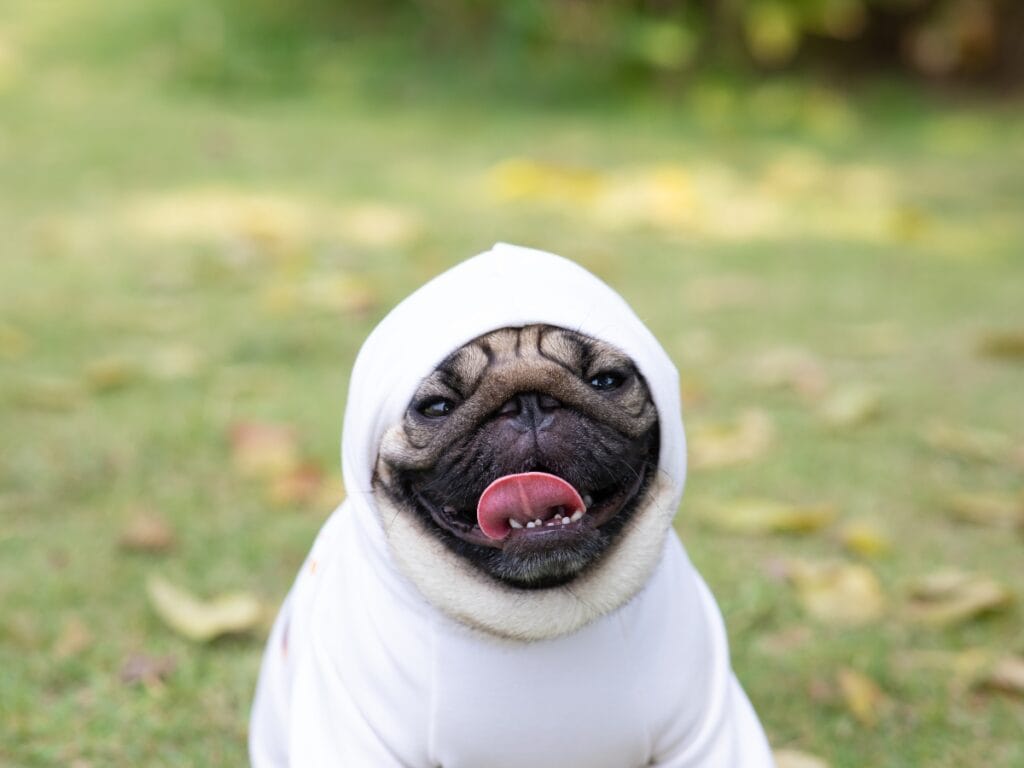 A pug wearing a white hoodie sits on grass with its tongue out and mouth open, showing off its playful spirit and well-kept coat from regular breed grooming.