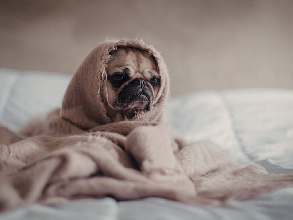 A pug is wrapped in a beige blanket, with only its face visible, sitting on a bed with a white comforter&mdash;a cozy moment after breed grooming.